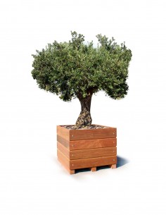 Olijf boom plantenbak