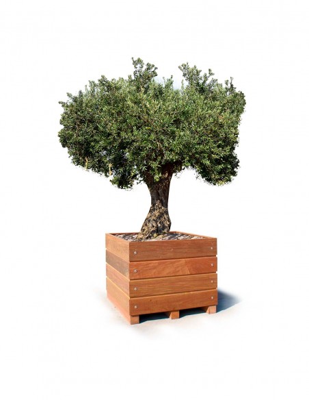 Bac arbre Olivier